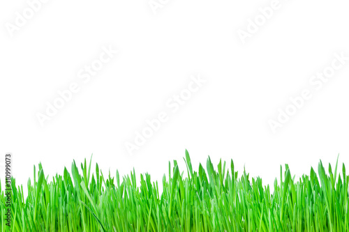 green grass. isolate on a white background. The grass underneath the layout, design border and piping