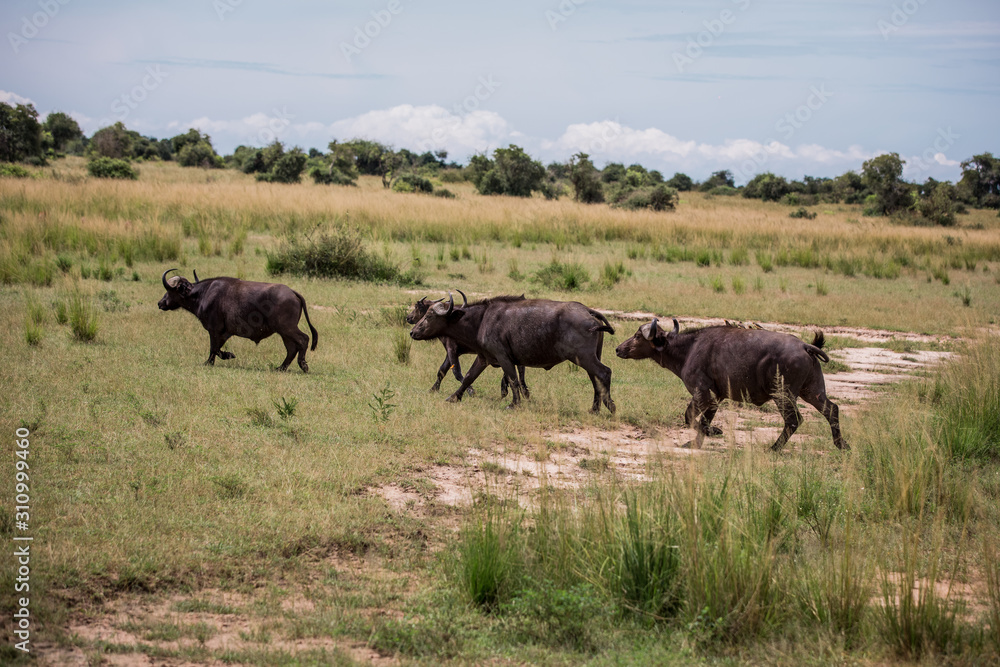 Black African buffaloes run about their business Black African buffaloes run about their business