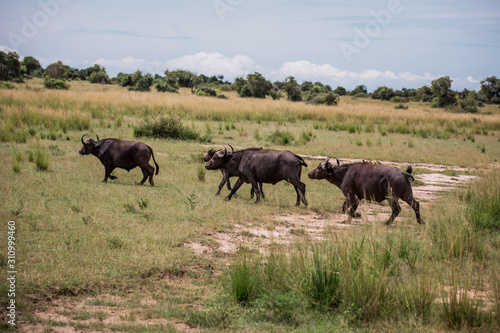 Black African buffaloes run about their business