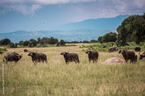 Black african buffalo graze on the background of the wild landscape © Margarita SoulRay