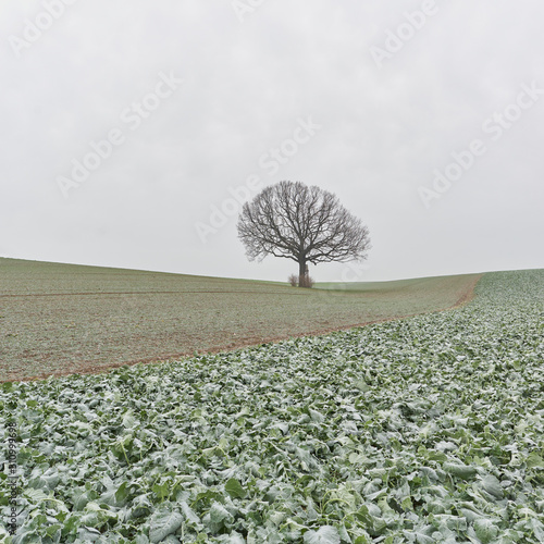 field of corn