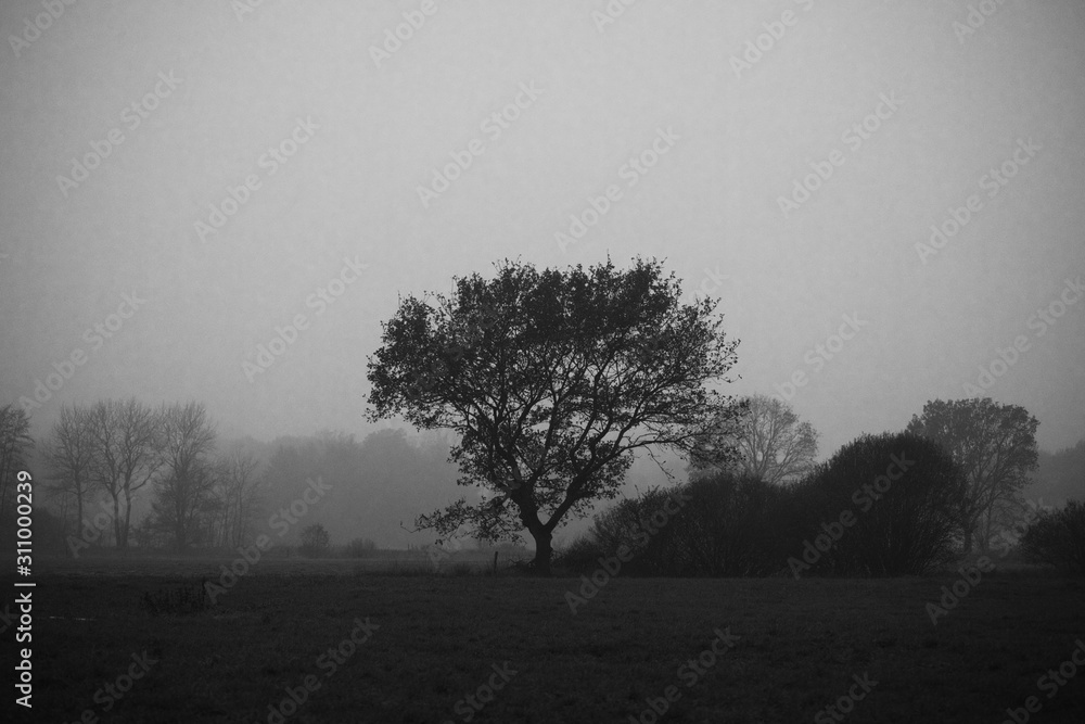Einsamer großer Baum mitten in der nebeligen Landschaft Einsamer großer Baum mitten in der nebeligen Landschaft