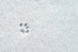 cat's paw print on a first snow surface