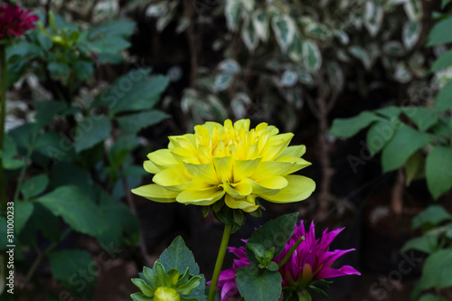 Dahlia autumn flowers in the garden