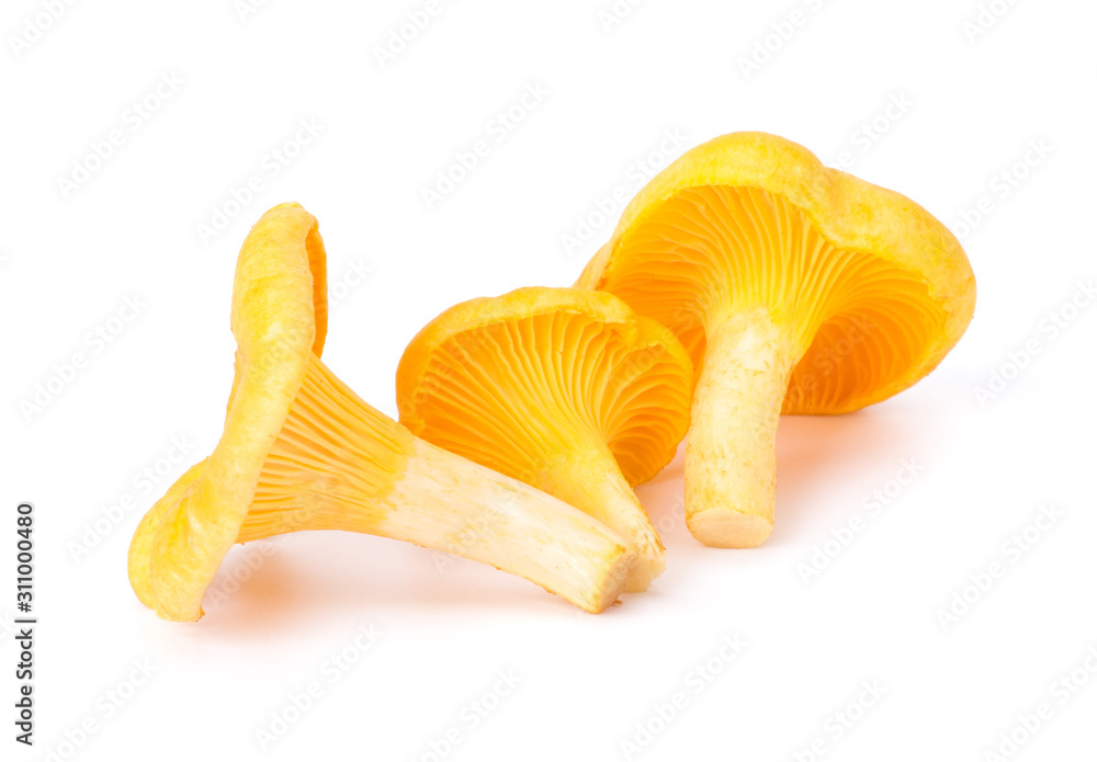 Fototapeta premium Yellow Chanterelle Isolated on White Background Close-Up