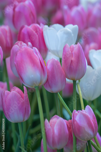 Blurred beautiful pink tulips flower in nature background.Flowers soft blur colors sweet tone background.