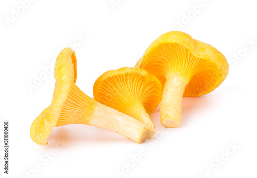 Yellow Chanterelle Isolated on White Background Close-Up