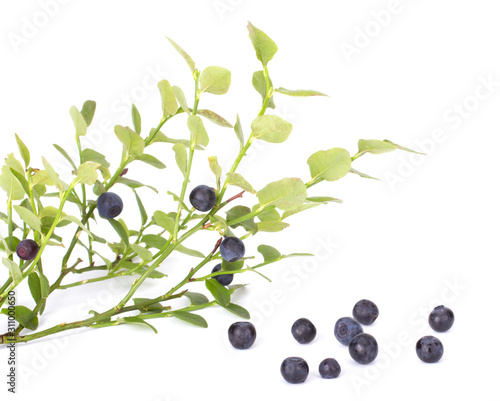 Fresh blueberry from forest isolated on white background with green leaves