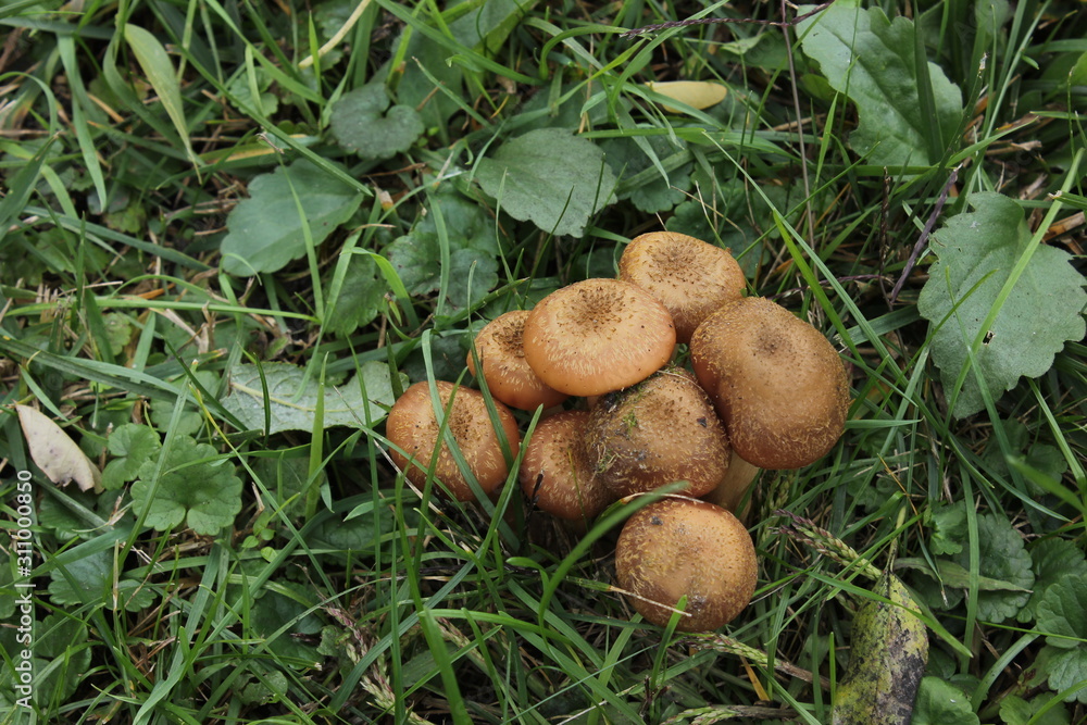 Armillaria Mushrooms of honey agaric In a Sunny forest in the rain. Honey Fungus are regarded in Ukraine Armillaria Mushrooms of honey agaric In a Sunny forest in the rain. Honey Fungus are regarded in Ukraine