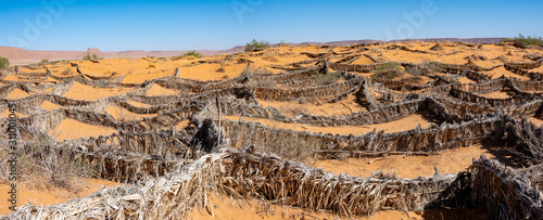 Obraz na płótnie Morocco, fences made of palm tree leaves should stop moving sanddunes
