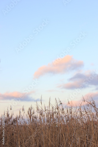 dry grass and pastel clouds