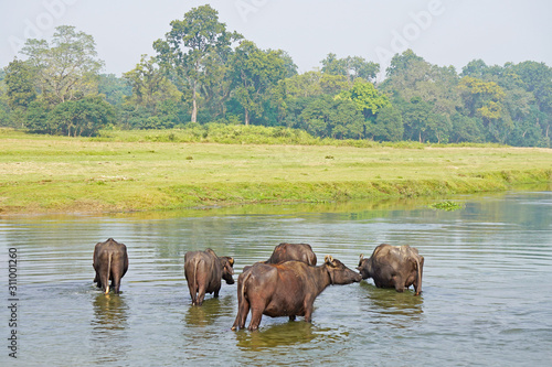 Water buffalo in the river, Chitwan, Nepal 