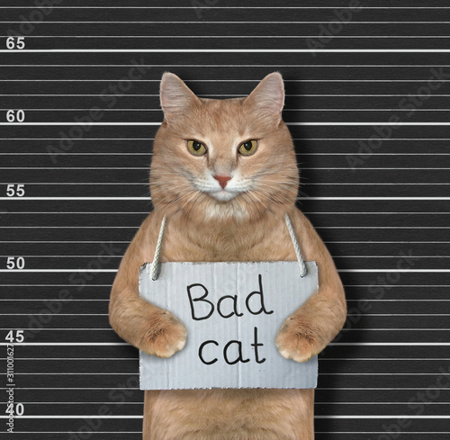 The beige cat with a placard on his neck that says Bad Cat is in the prison. Black lineup background.