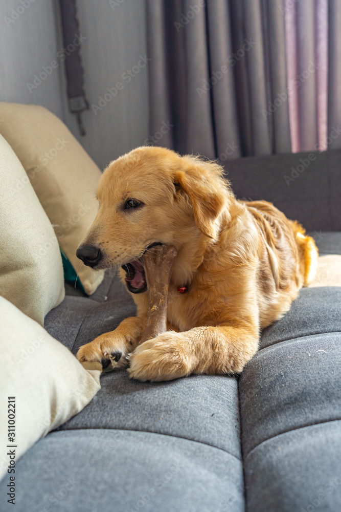 Naughty golden retriever puppy chewing his rawhide bone on sofa