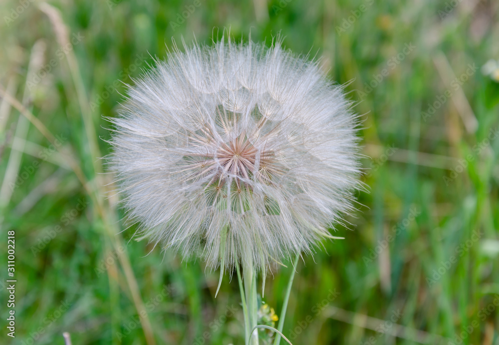 meadow grass, big dandelion in green grass, meadow grass, big dandelion in green grass,