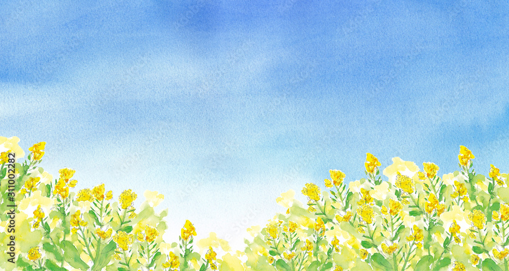 青空の菜の花畑 水彩イラスト Stock Illustration Adobe Stock