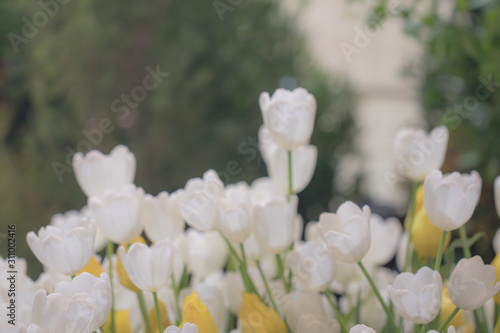Blurred beautiful  tulip flower in nature background.Flowers soft blur colors sweet tone background. © alohapatty