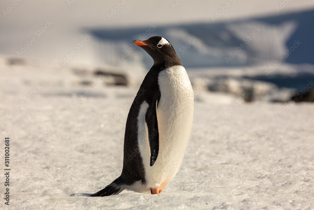 Obraz premium penguin in antarctica