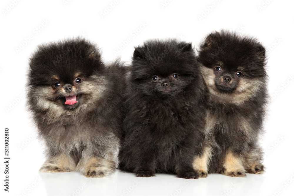Three funny Pomeranian puppies on white background
