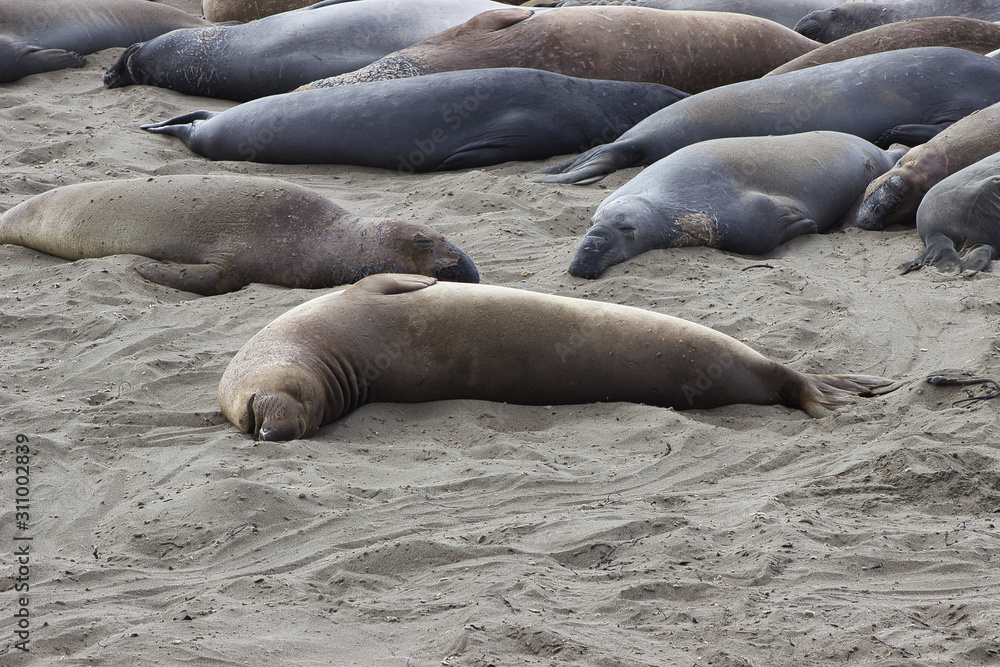 Fototapeta premium Schlafende See Elefanten am Strand
