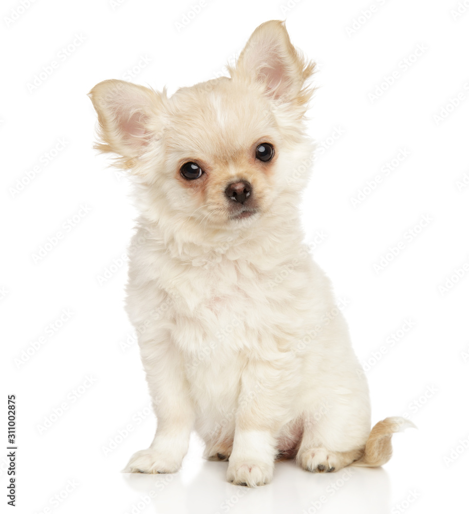 Chihuahua on white background Chihuahua on white background