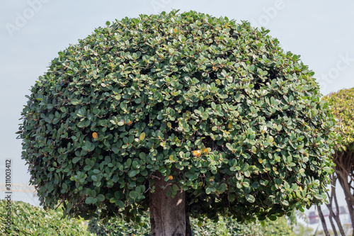 Tako tree bending in a garden.Bonsai Ebony element tree for decorate architect design.