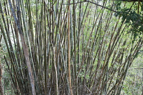Bamboo in the forest
