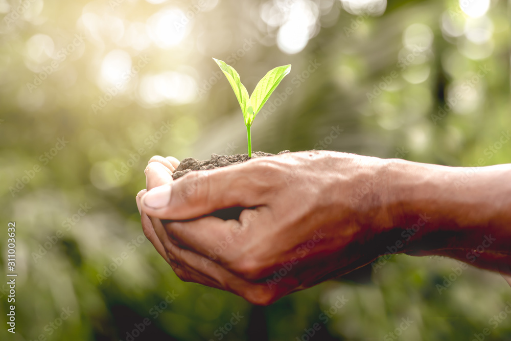 Two hands of the men were holding seedlings to be planted, ecology concept. Two hands of the men were holding seedlings to be planted, ecology concept.