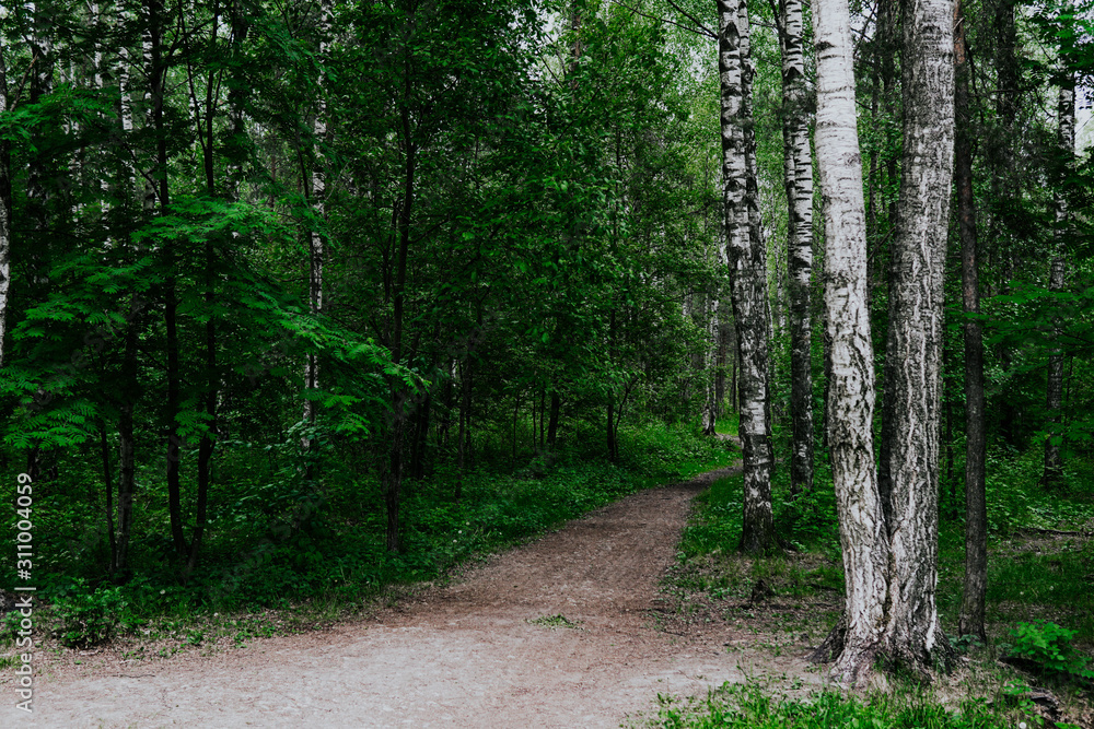 Green, leafy birch forest road trail z