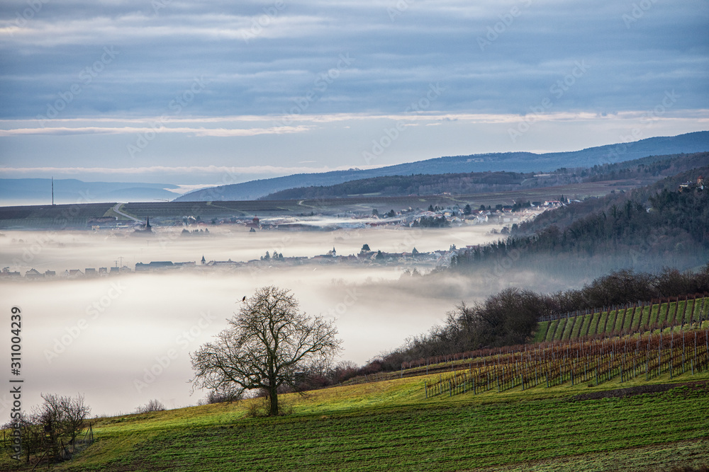 Obraz premium sonnenaufgang und morgennebel bei sausenheim in der pfalz