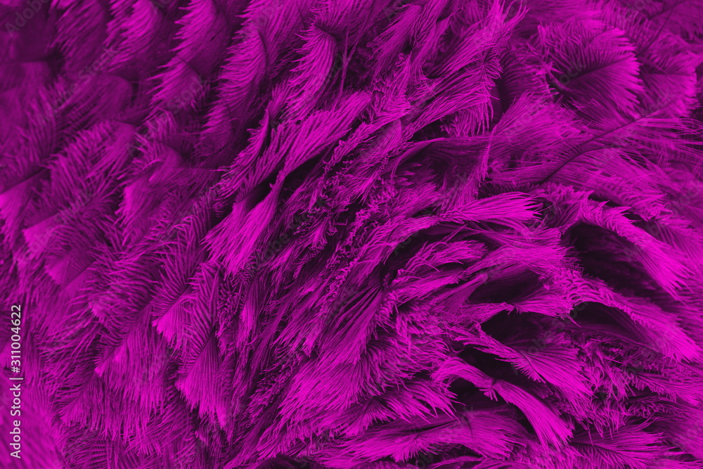Fototapeta premium Federkleid magenta 7426