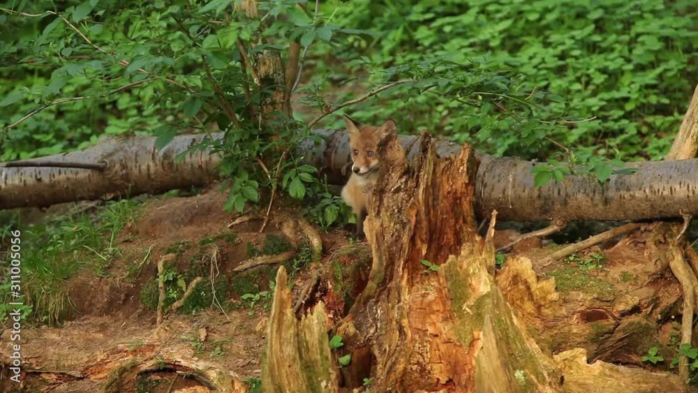 red fox, vulpes vulpes, Czech nature red fox, vulpes vulpes, Czech nature