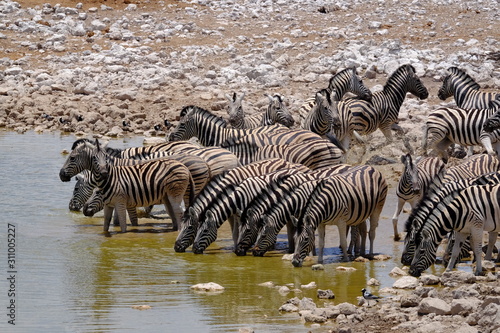 Zebras drinking at a waterhole  Etosha National Park  Namibia