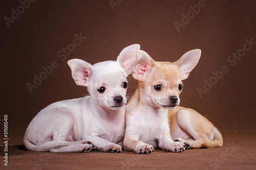 Two chihuahua dogs lie on a brown background © katamount