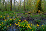 The marsh-marigold from flooded oak forest