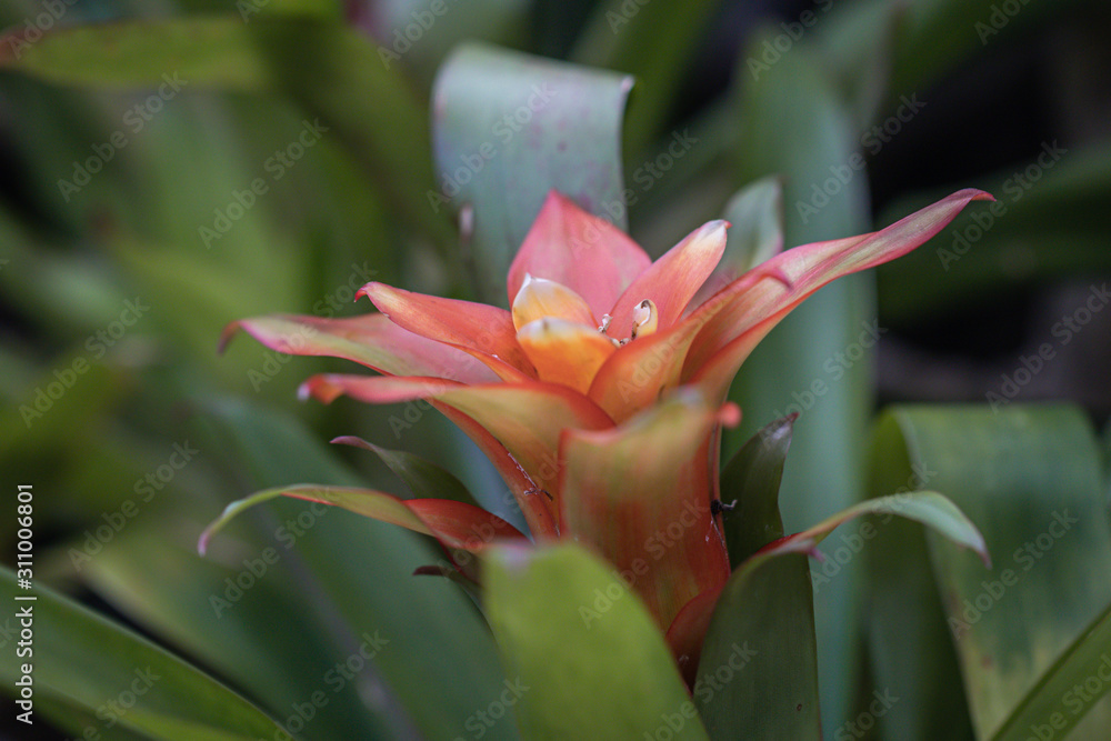 Obraz premium Close up orange bromeliads flower in a garden.The bromeliads are a family of monocot flower plants or Aechmea fasciata.