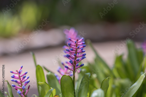 Beautiful purple bromeliad flower or Match Stick plant flower in a garden.(Aechmea gamosepala plant) photo