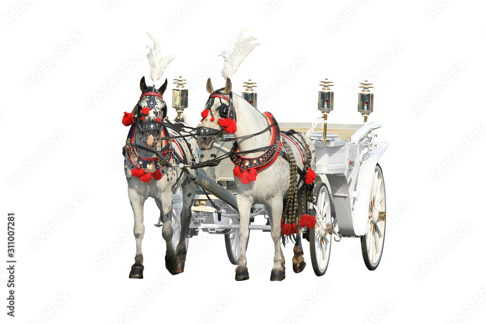 Two beautiful horses harnessed to a elegant carriage isolated on a white