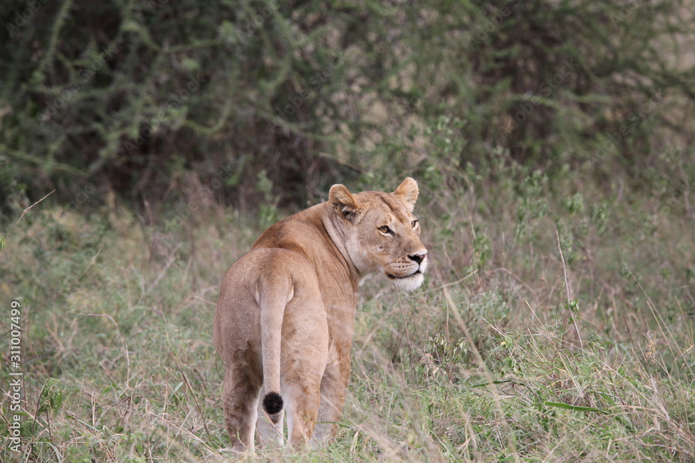 A lioness on a look out for the prey A lioness on a look out for the prey