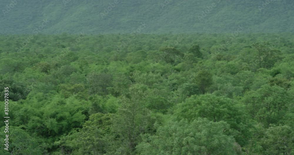 The camera is slowly panning and showing a panoramic view of the a huge mountain range of forest The camera is slowly panning and showing a panoramic view of the a huge mountain range of forest
