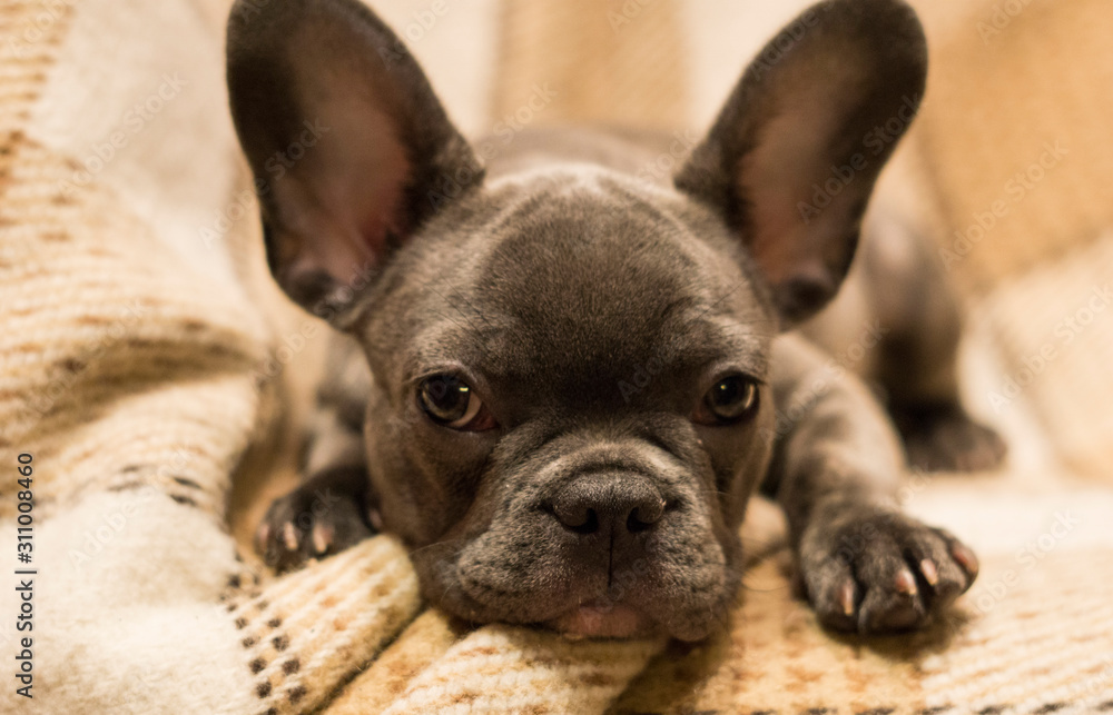 Cute puppy has his head folded and is looking at the viewer. French Bulldog