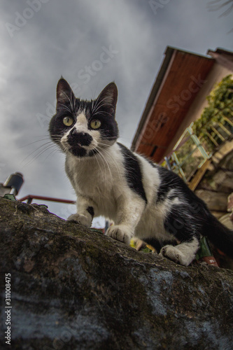 gato de la boca