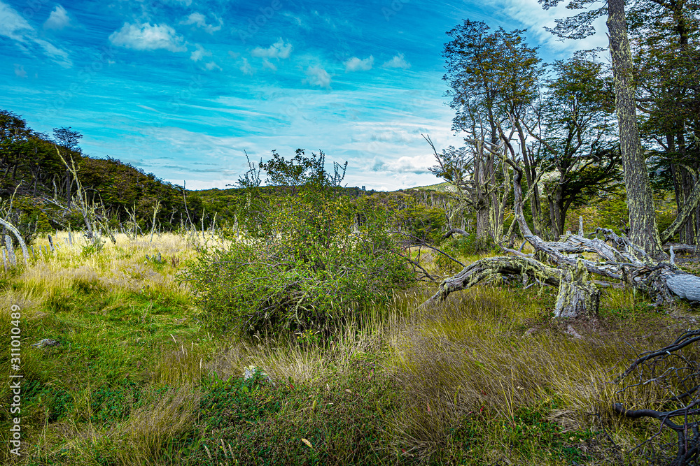 Magical austral forest in Tierra del Fuego National Park, Beagle Channel, Patagonia, Argentina, early Autumn