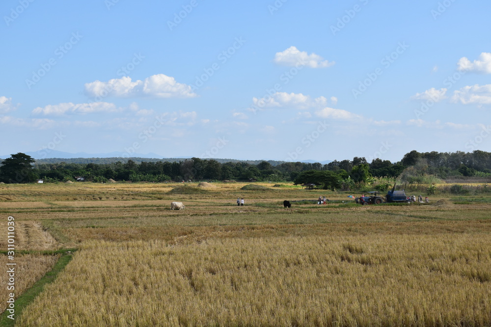 Landscape of rice field in countryside