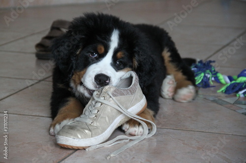 Fotografia Chiot Bouvier Bernois qui joue