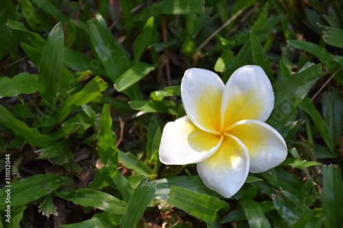 Plumeria Flowers