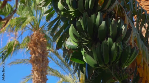 Wallpaper Mural Raw fruit banana are growing on a banana tree against the background of a bright blue sky Torontodigital.ca
