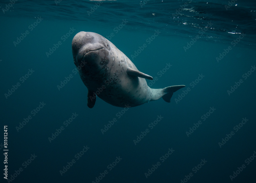 Fototapeta premium Baby Beluga Newfoundland Canada 