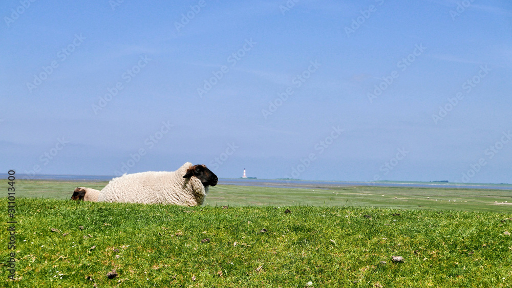 Obraz premium Sheep lie on a green meadow on the German North Sea coast with the Westerhever lighthouse in the background
