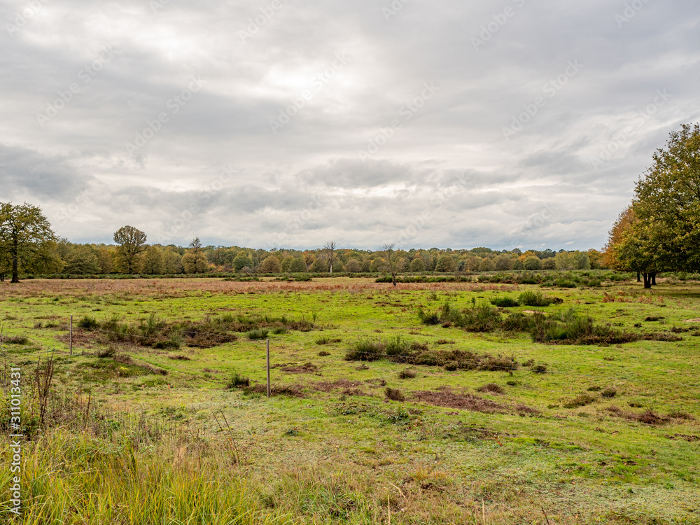 Cologne, Germany. 3 November 2019. Meadow at Wahner Heide heathland near Cologne airport.